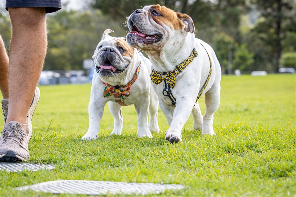 Bulldogs Camden and Brixton play at Speers Points fenced dog exercise area.jpg