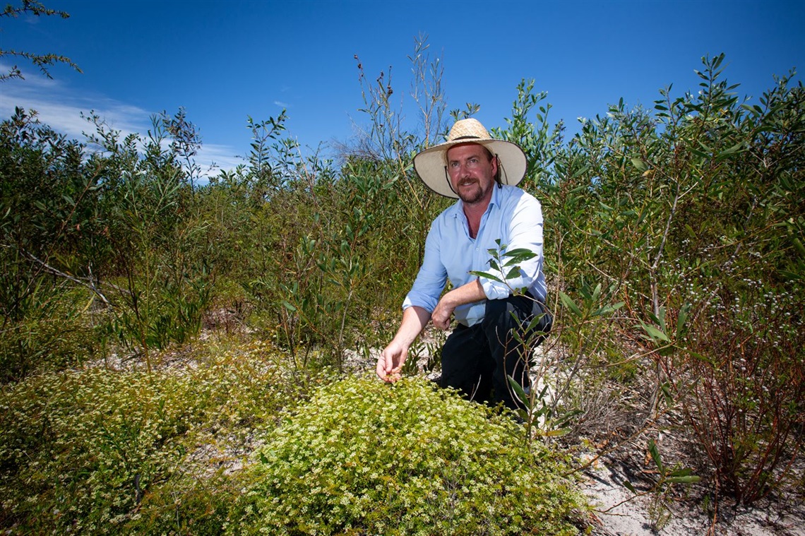 Natural Assets Coordinator Dominic Edmonds with a Platysace ericoides native shrub not previously found on the Jewells site.jpg