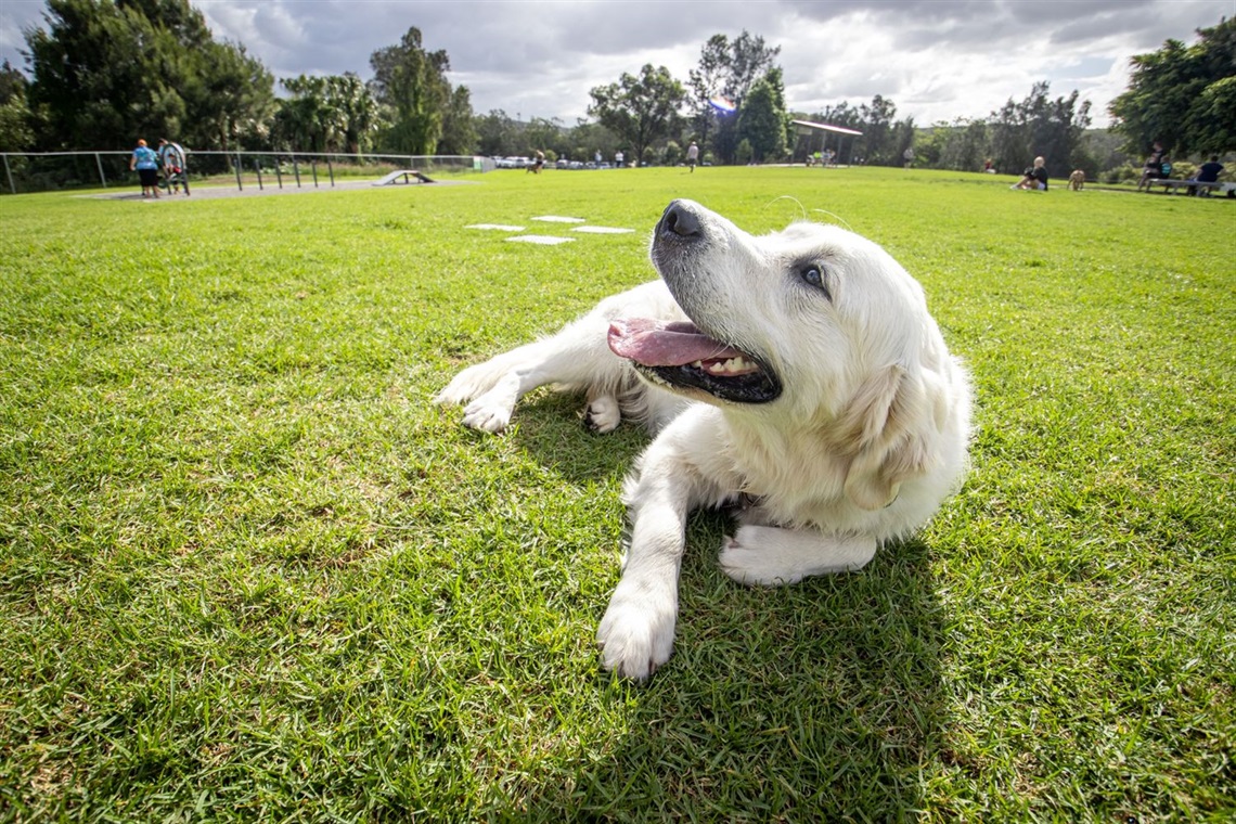 Arlo the golden retriever at Speers Point dog exercise area.jpg