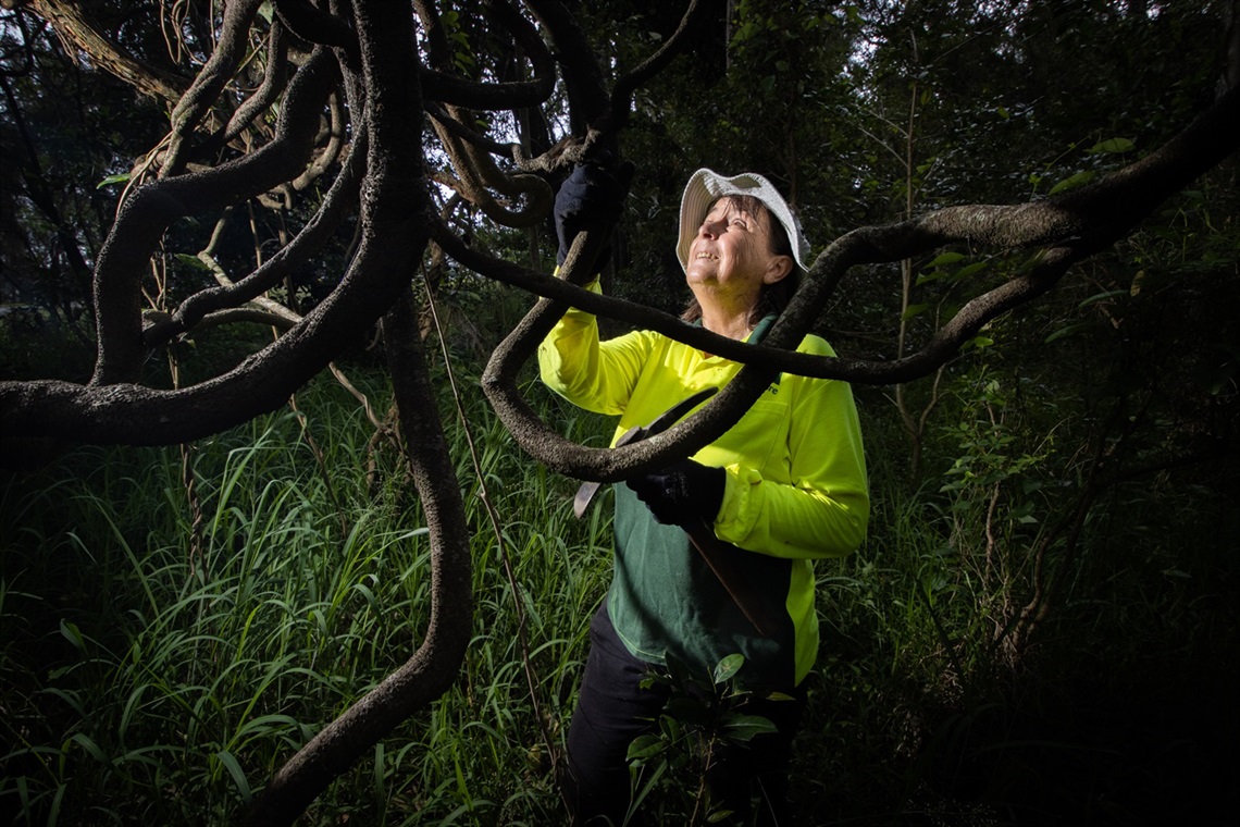 Landcare volunteer Annette Ryan with a monkey rope vine growing in the rehabilitated area beside Bunya Park at Warners Bay.jpg