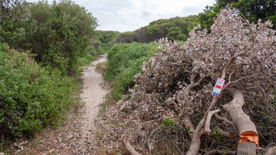 Illegally removed banksias at Swansea Heads.jpg