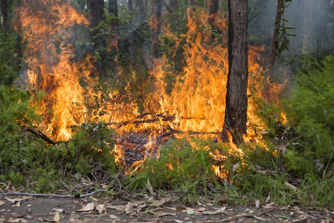 Hazard reductions including planned burns are scheduled to take place this week across Lake Macquarie.jpg