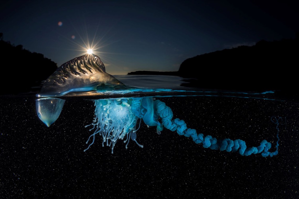 An inspiration piece for the Explore Our Great Outdoors photo competition, a beautiful shot of a Blue Bottle by Matty Smith. Photograph courtesy Matty Smith.jpg
