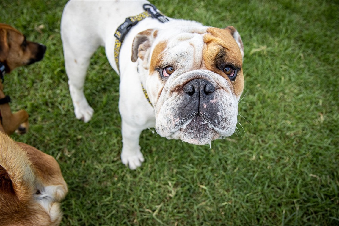 Camden the English bulldog at the Speers Point off-leash area.jpg