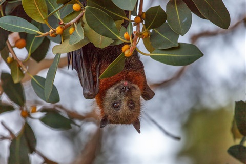 Grey-headed Flying-fox.jpg