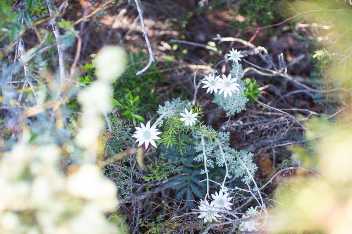 wildflowers Lake Mac.jpg