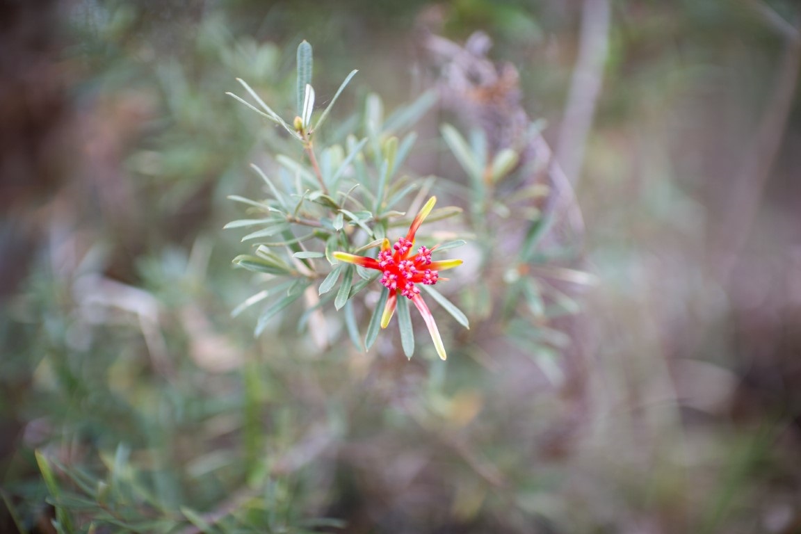 Wildflowers.jpg