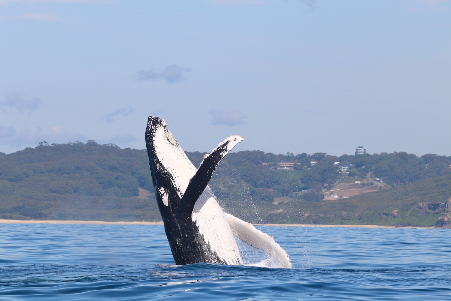 Byron Bay Dolphin Profiles Archives - Dolphin Research Australia.Org