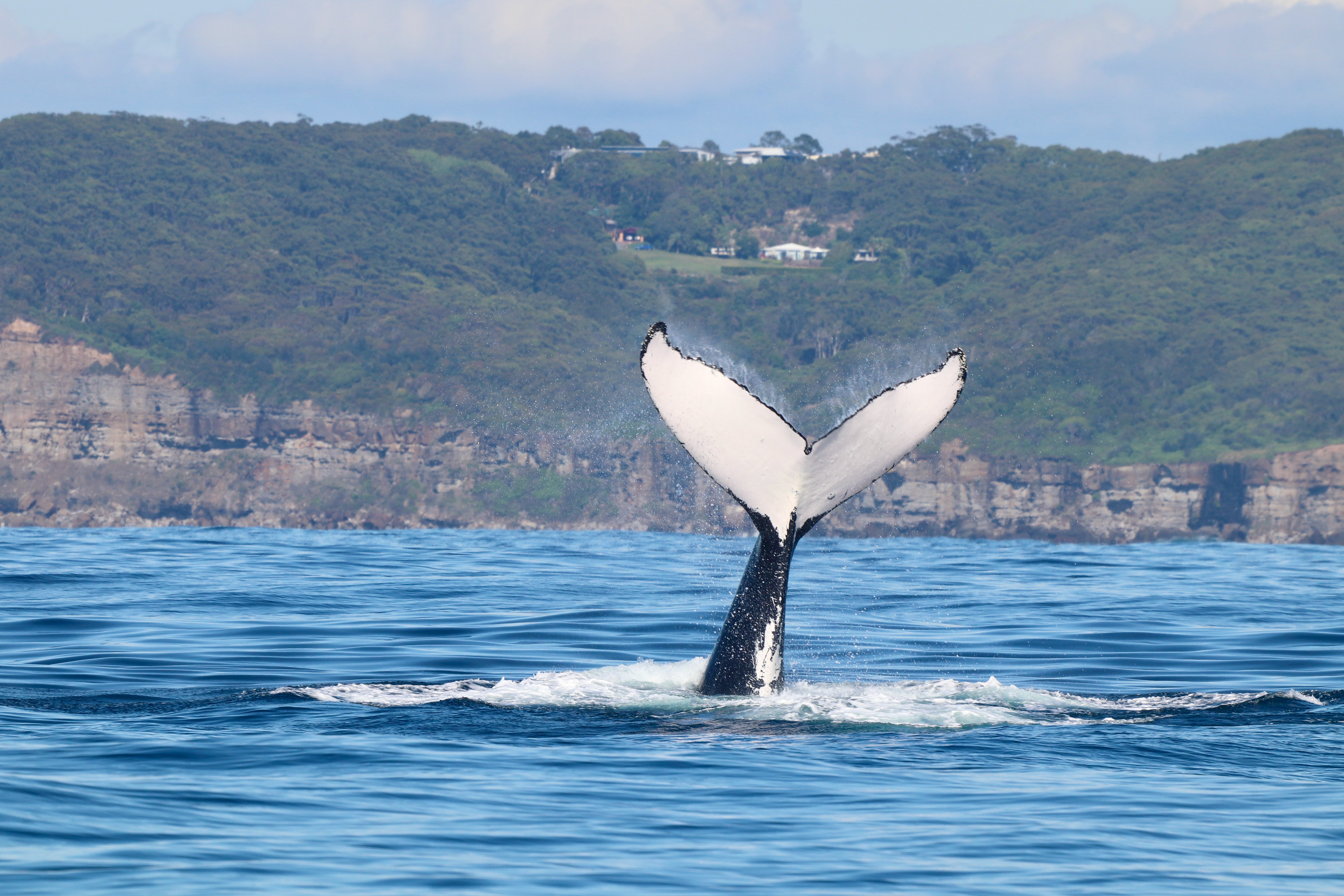 Whales breaching off the Lake Macquarie coastline - photo courtesy of CoastXP (1).jpeg