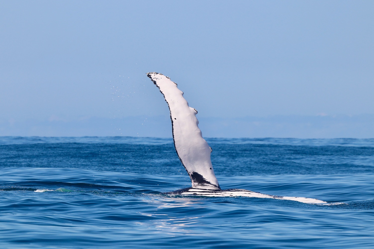 Whales breaching off the Lake Macquarie coastline - photo courtesy of CoastXP (2).jpg
