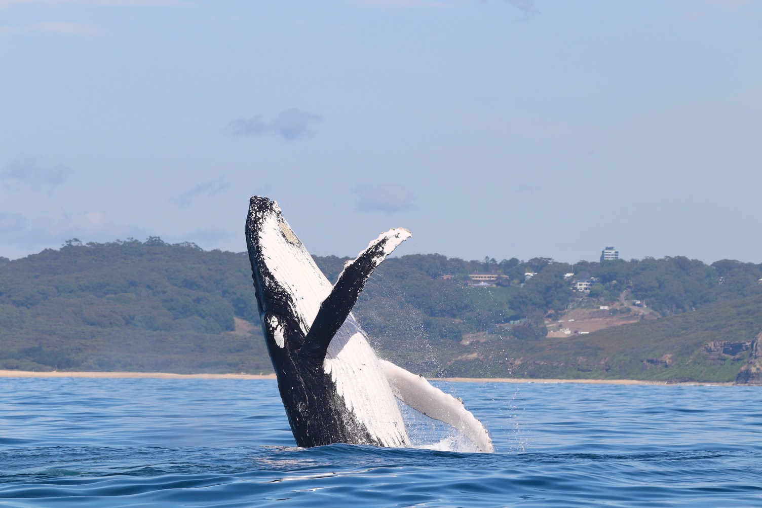 Whales breaching off the Lake Macquarie coastline - photo courtesy of CoastXP 