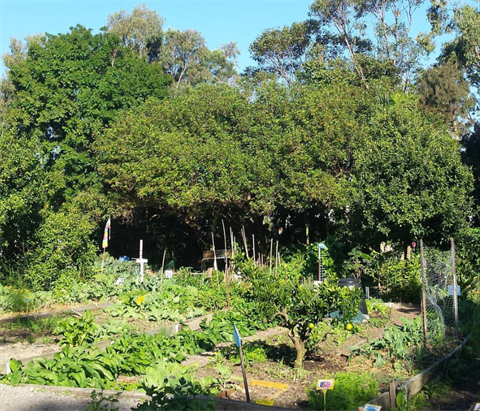 Habitat in Harmony Community Garden.jpg