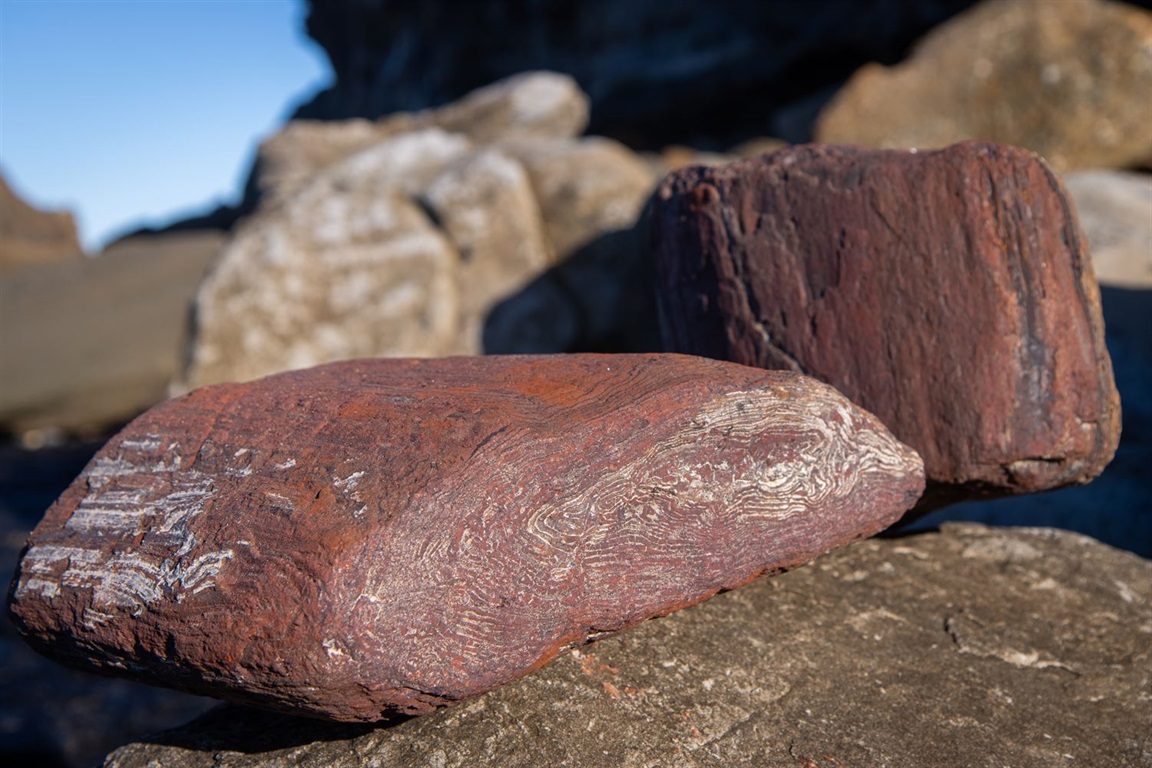 Fossils along the Lake Macquarie coast at Redhead (11).jpg