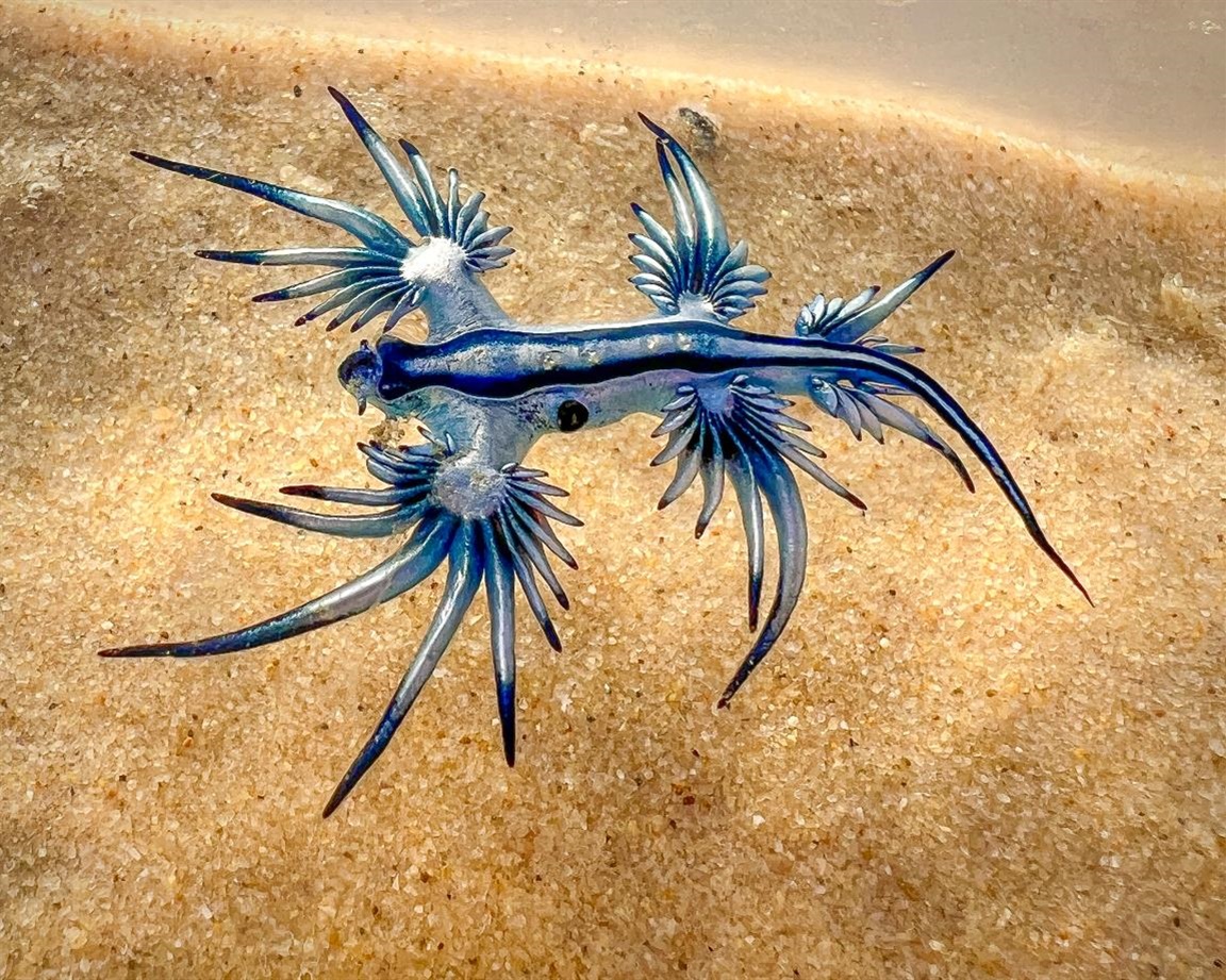 Nudibranch.jpg